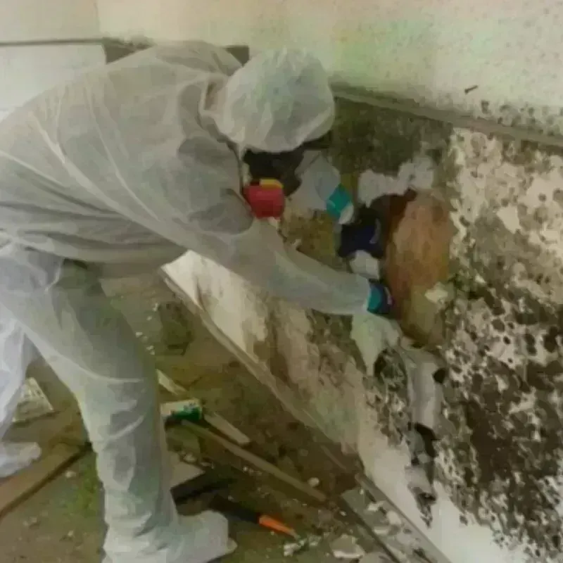 Mold Remediation and Removal in Union City, NJ